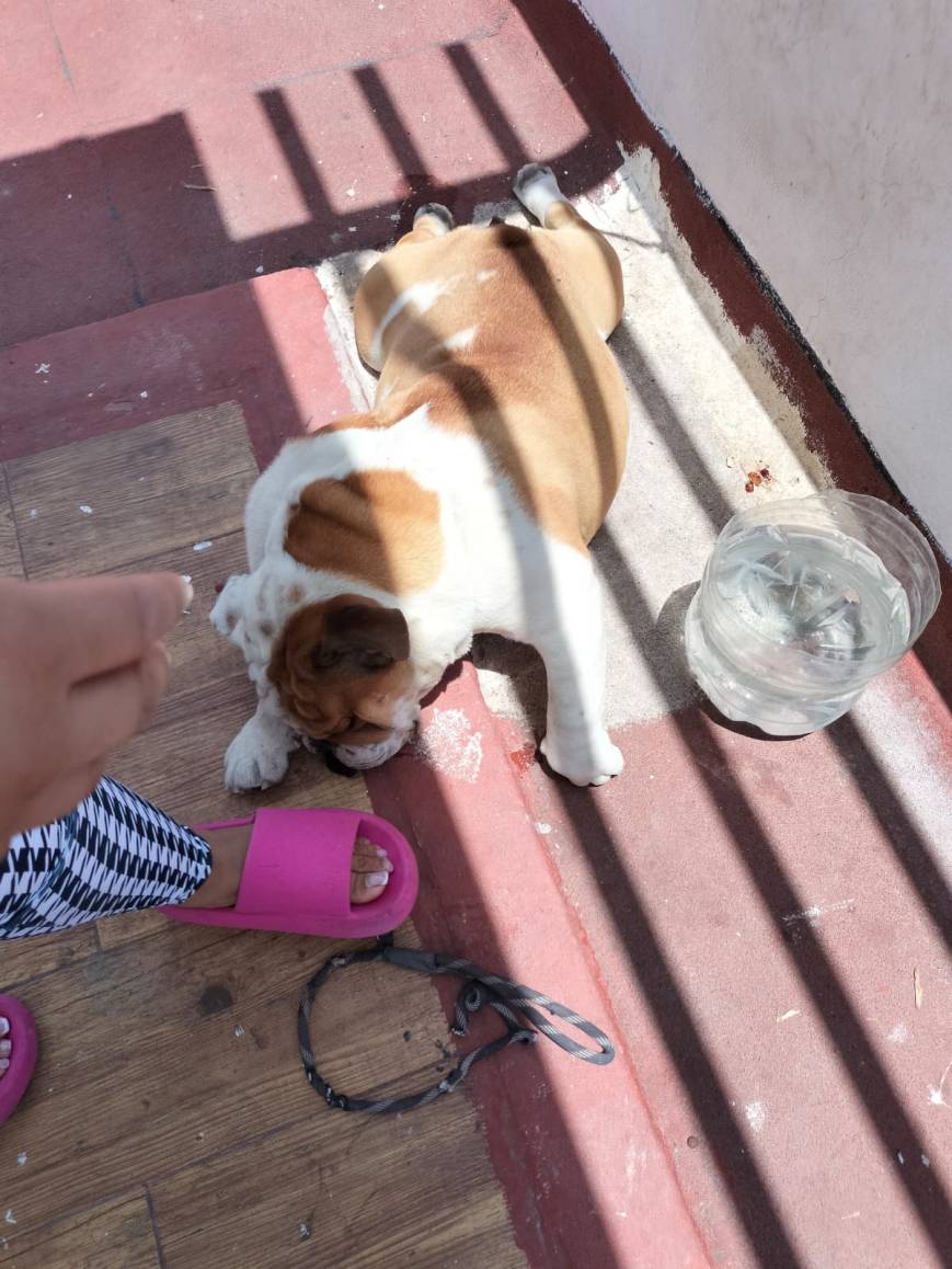 Por negligencia, muere ahorcado perro Bulldog en Puebla
