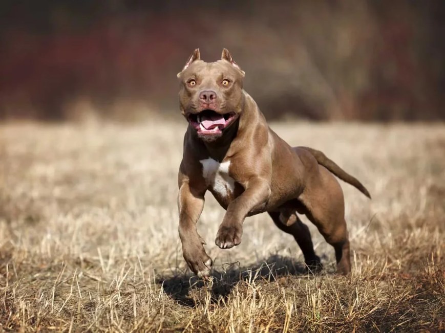 Ataque de Pitbull deja una menor de 6 años fallecida