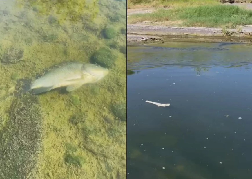 Alcalde de Los Herrera expone contaminación del río Pesquería