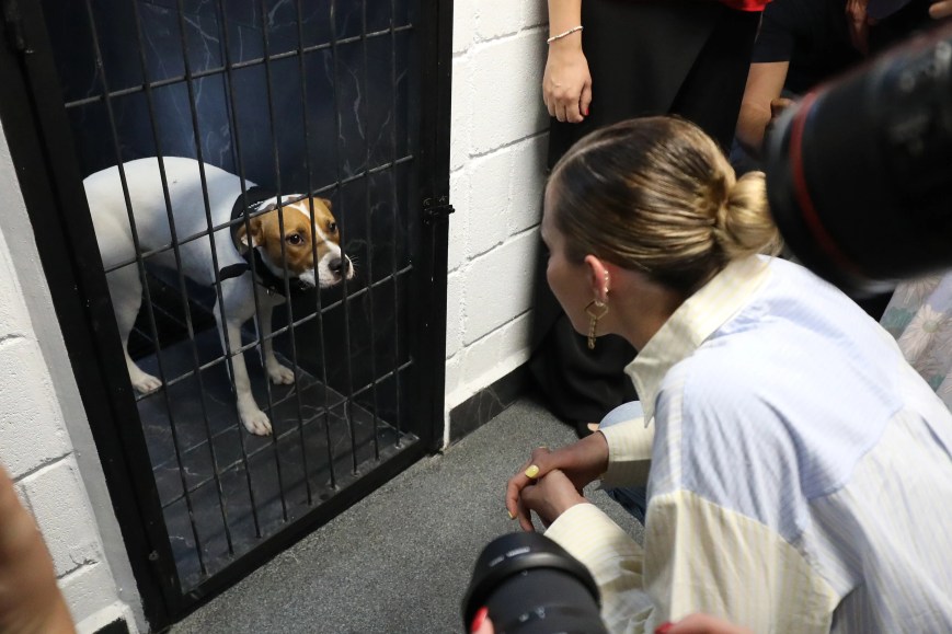Buscan crear Centro de Bienestar Animal Estatal