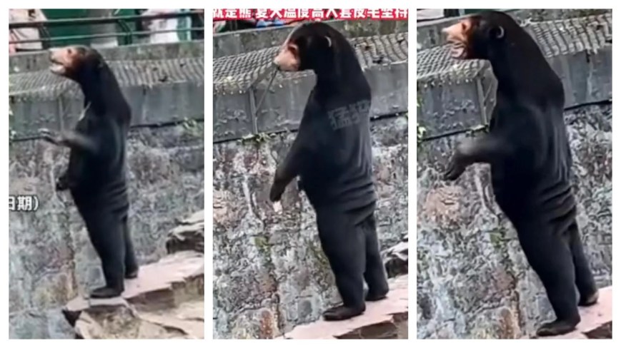 Zoológico chino niega que sus osos sean personas disfrazadas