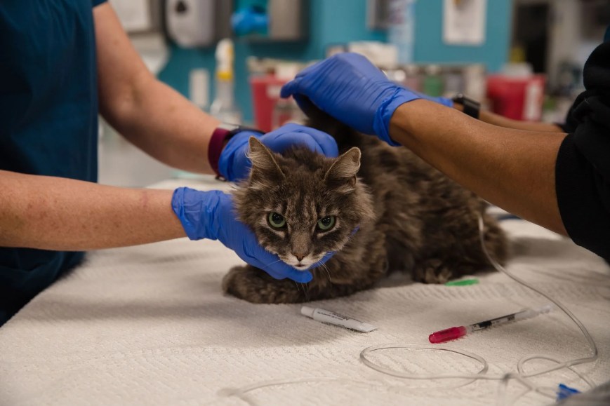 Alerta por la muerte de miles de gatos por el Coronavirus Felino