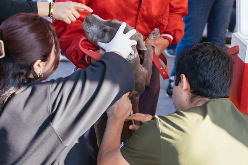 Impulsa Guadalupe esterilización gratuita ante alza en población de mascotas
