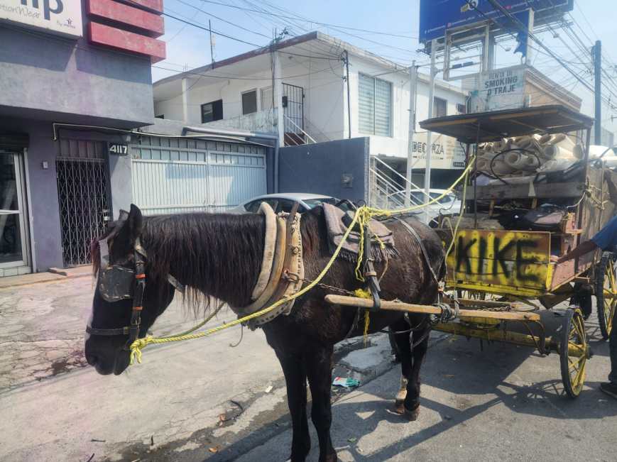 Detienen a hombre por presunto maltrato animal en Monterrey