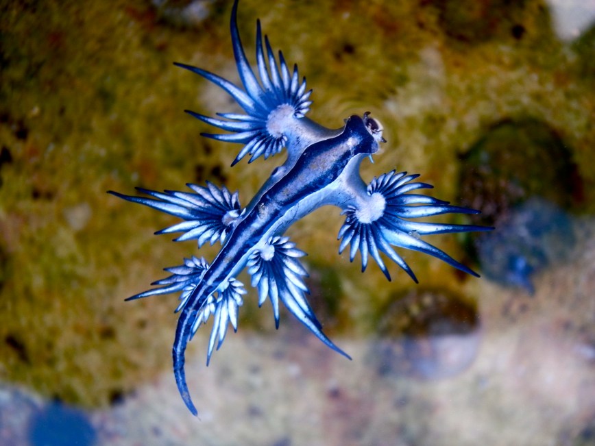 Sorprende el “dragón azul”, una criatura marina tan hermosa como peligrosa