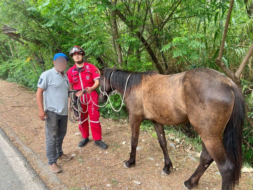 Localiza Protección Civil de Monterrey a caballo extraviado; destacan rápida intervención