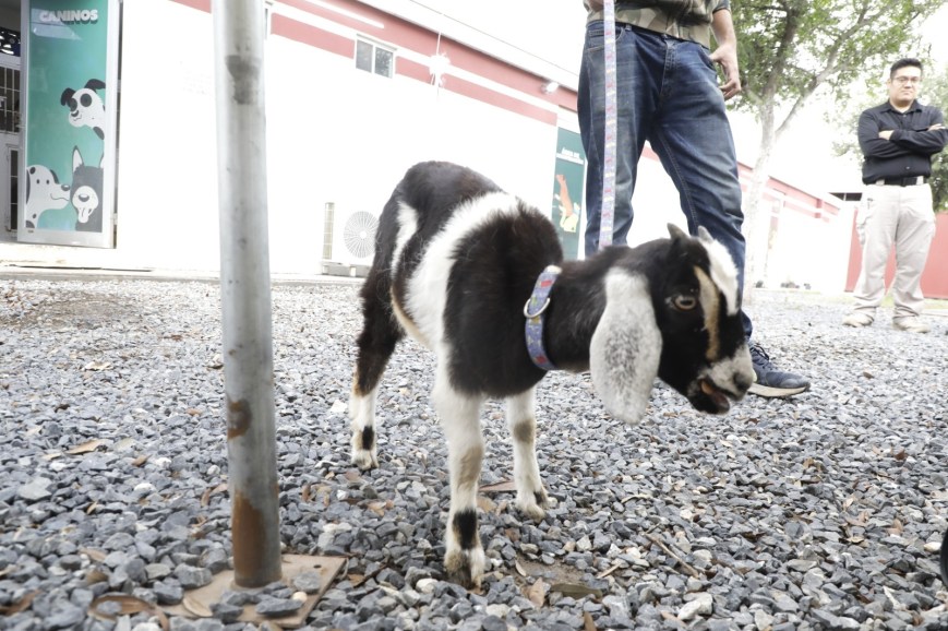 Rescata Escobedo a “Silvia”, “Oso” y “Stefi” tras casos de maltrato animal