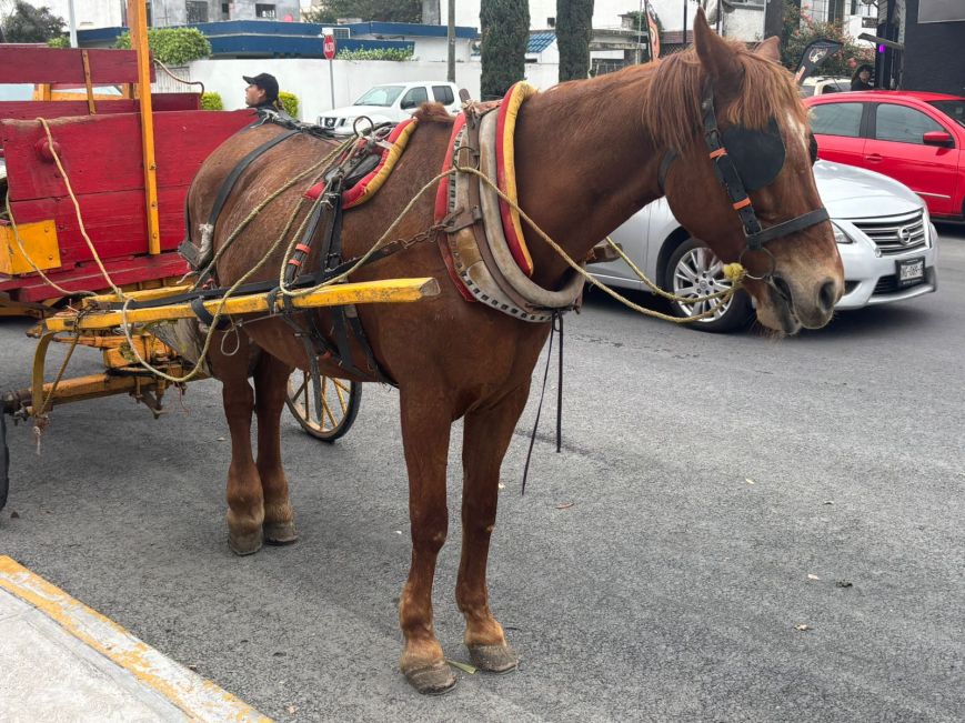 Rescatan equinos maltratados en Monterrey; suman cinco operativos recientes