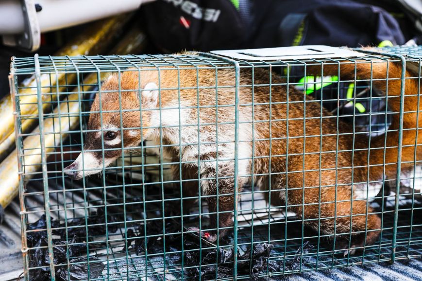 Rescatan coatí dentro del Tec de Monterrey y lo trasladan para valoración