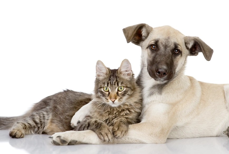 Aprueban en comisión reformas para proteger mascotas tras divorcios en Nuevo León